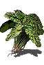 green_blossom.png